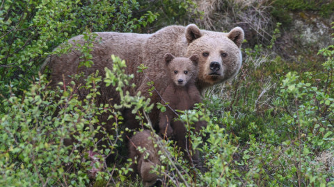 арктика медведи териберка заповедник природа