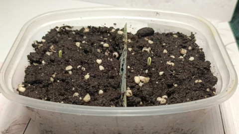 Контейнер с посаженными семенами