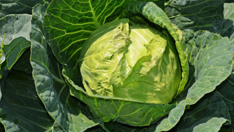 Кочан капусты