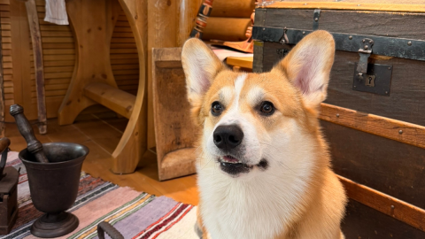 Корги в музее