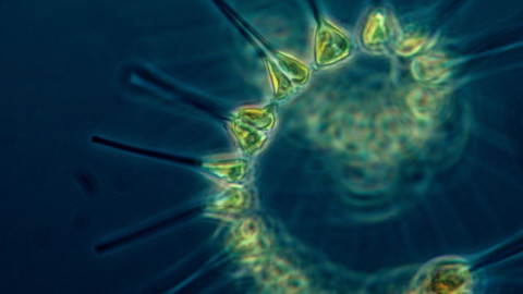 Планктон биология история белое море