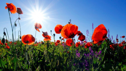 Маки на природе