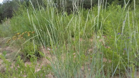 Пырей ползучий