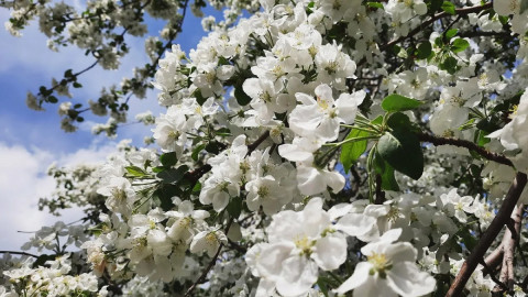 Цветущая яблоня