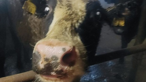 Морды коровы