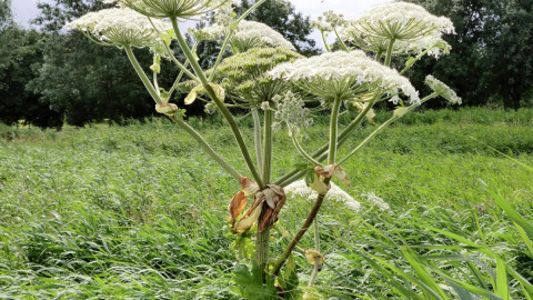 Борщевик в поле