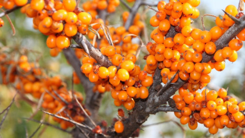 Куст облепихи