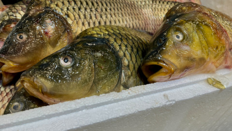 рыба рыбалка мурманск