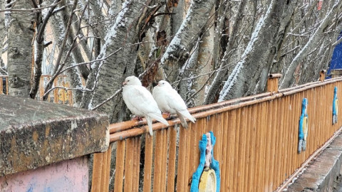 голуби сидят возле забора