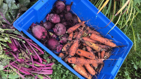 Урожай моркови и свеклы