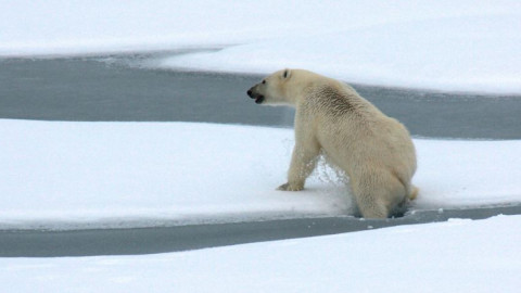 арктика медведь экология природа