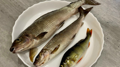 Рыба в тарелке