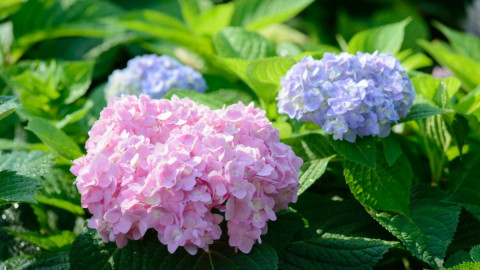 Пышно цветущие гортензии