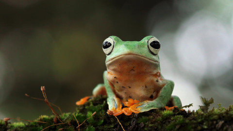 лягушка в природе