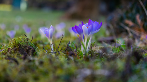 первоцветы в лесу