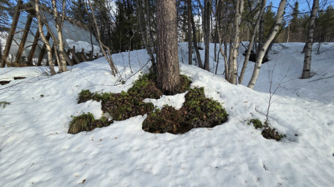 первые проталины в лесу
