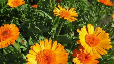 Красивые цветы