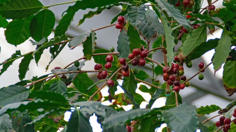 плоды кофейного дерева в ботаническом саду