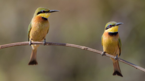 птицы в природе