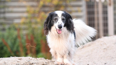 черно-белая собака