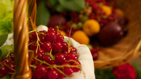 Урожай смородины