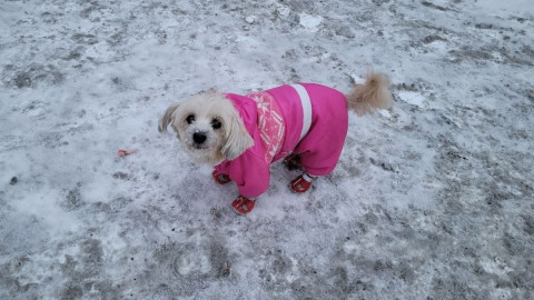 маленькая собака на улице