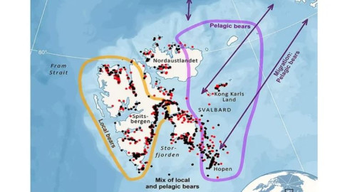 арктика медведи шпицберген