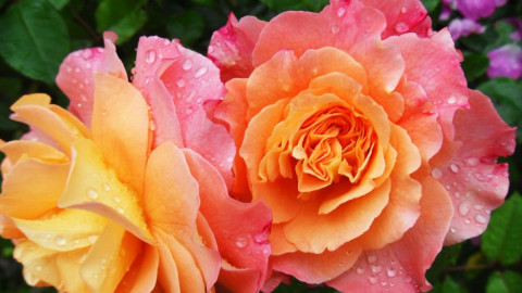 Розы в саду