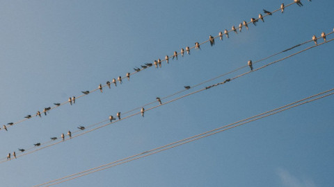 Птицы греются в лучах солнца на ЛЭП