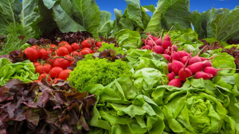 Редиска и другие растения