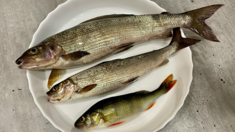 рыба имандра экология мурманск