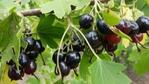 Смородина на ветке