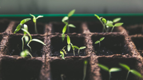 Рассада на подоконнике