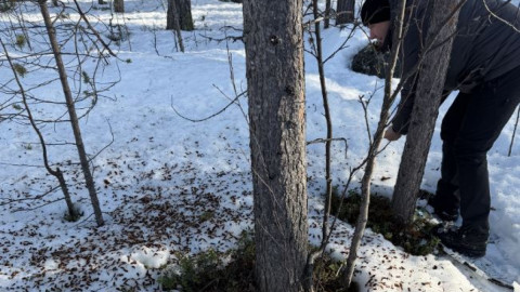 арктика пасвик природа мурманск заповедник