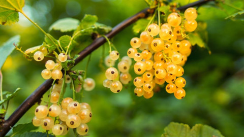 Смородина на ветке