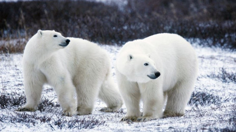 медведь арктика природа