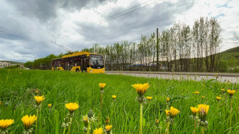 трава одуванчики мурманск