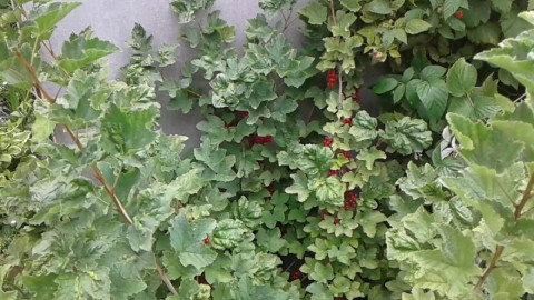 Кусты смородины
