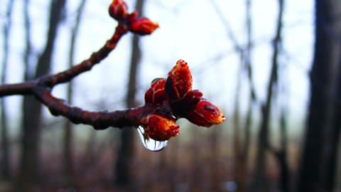 Ветка с почками