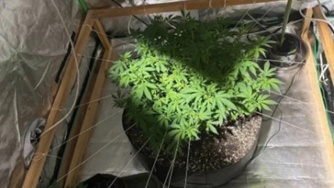 конопля растет в горшочке