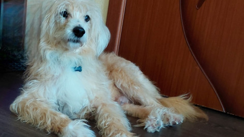 светлый кудрявый песик