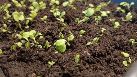 Рассада в земле