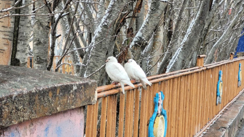 Озябшие голуби в Мурманске