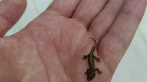 маленькая ящерица на ладони
