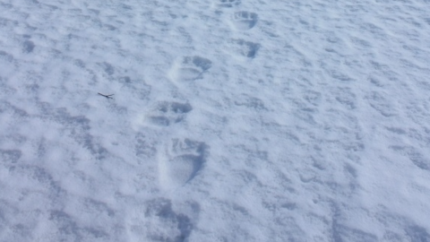 след медведя