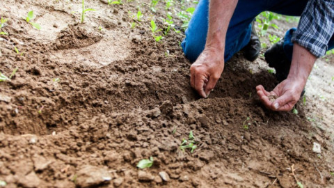 мурманск семена прокуратура закон