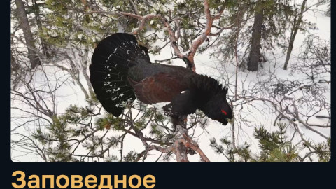 Арктика заповедник природа