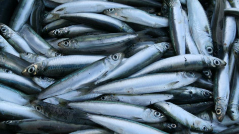 норвегия арктика треска рыба