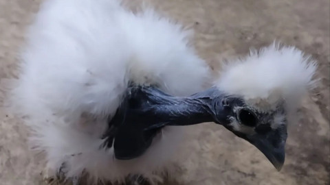 курица с голой шеей