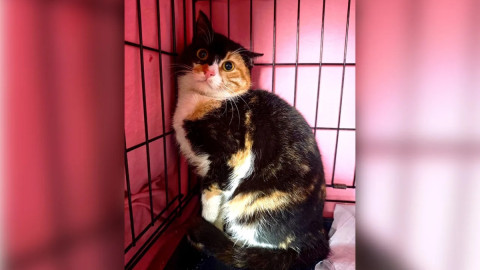 трехцветная пушистая кошка